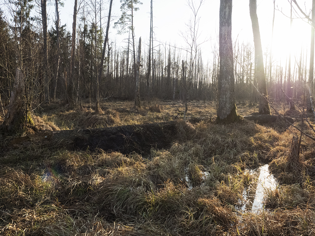 Puszcza_Balowieska_przetamowania