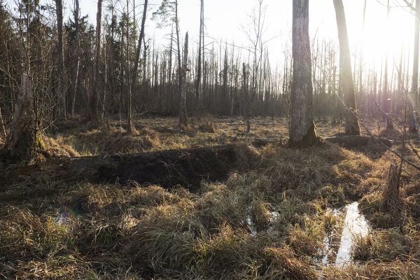 Pierwszy camp wolontariacki w Puszczy Białowieskiej za nami