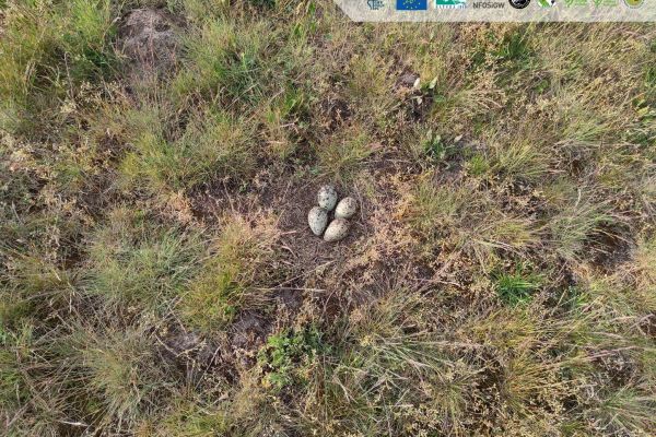 A closer look at the curlew:  today's focus – nests!
