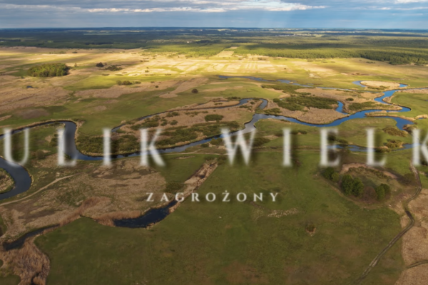 Zapraszamy na seans!