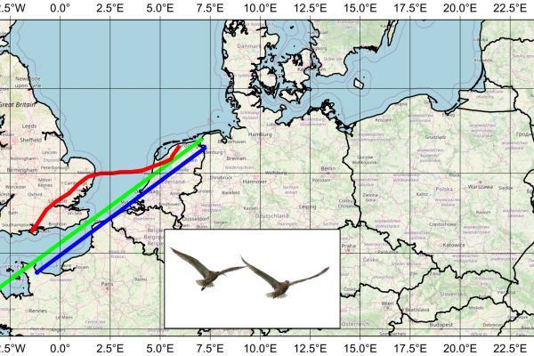 The return of the Eurasian curlews