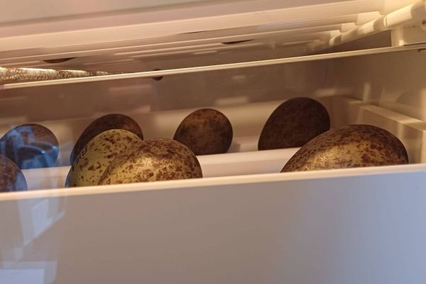 Na ratunek lęgom kulików!