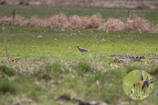 "Szczęśliwa 13" / "Złota kohorta"