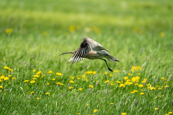 Get Involved in curlew conservation!