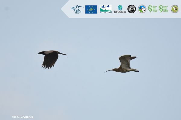 A closer look at the curlew