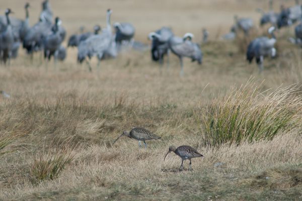 We are launching the “A Closer Look at the Curlew ” series