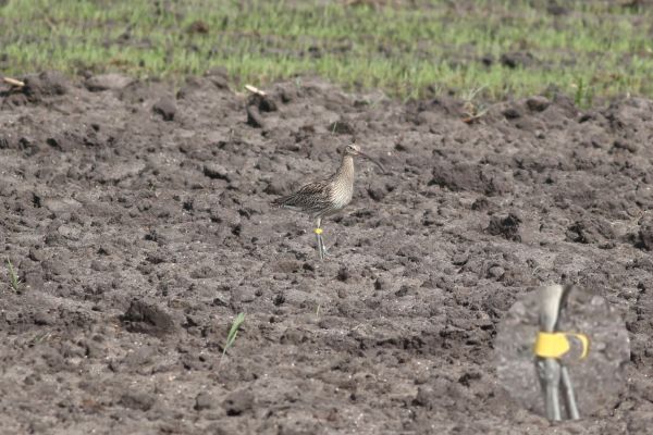 Przedstawiamy krótkie podsumowanie pierwszego sezonu czynnej ochrony i hodowli kulika wielkiego prowadzonej w 2025 roku: